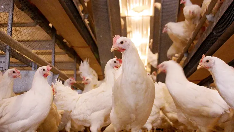 photo laying hens