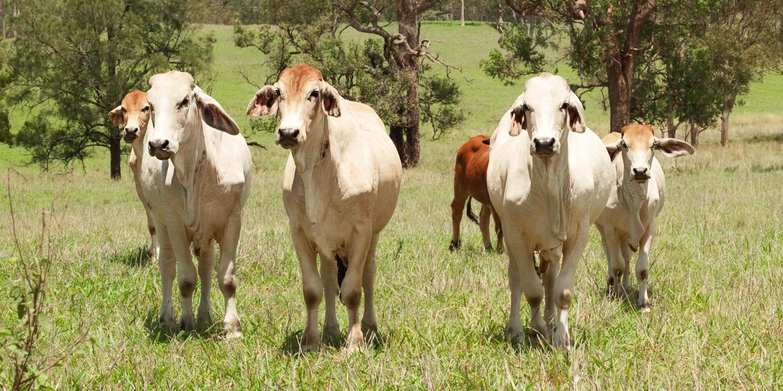 Herd of Cattle in Field