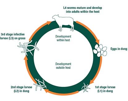 Lifecycle of sheep roundworms