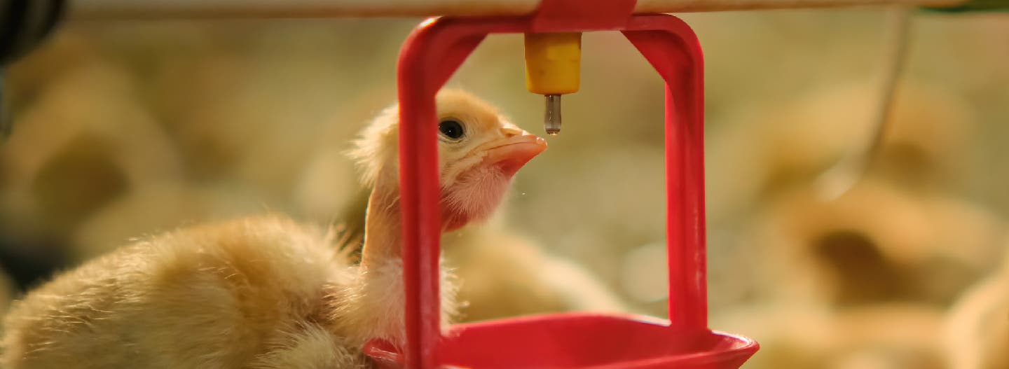 poultry chicken