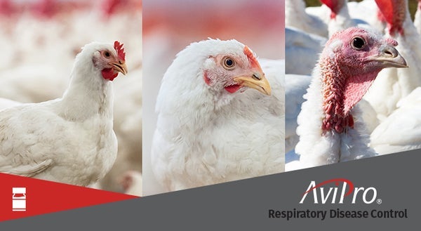 elanco-respiratory-disease-control-in-poultry