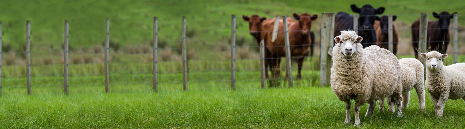 New Zealand farm