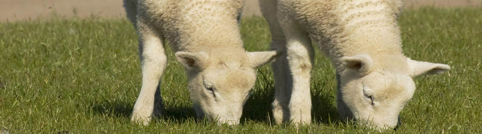 Lambs at risk of coccidiosis