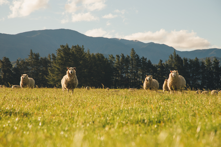 NZ_FARM_Sheep_Field 
