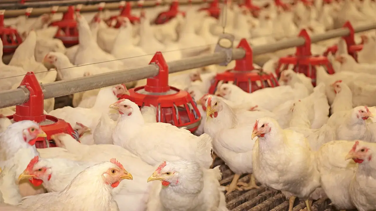 Broiler Chickens Protected From Salmonella In Poultry House
