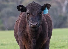 Beef cattle at risk of parasites