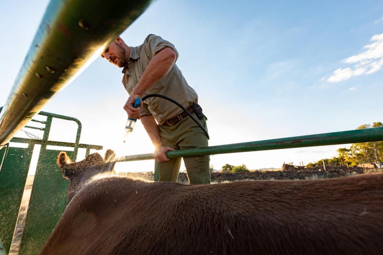 Treating cattle for Ectoparasites