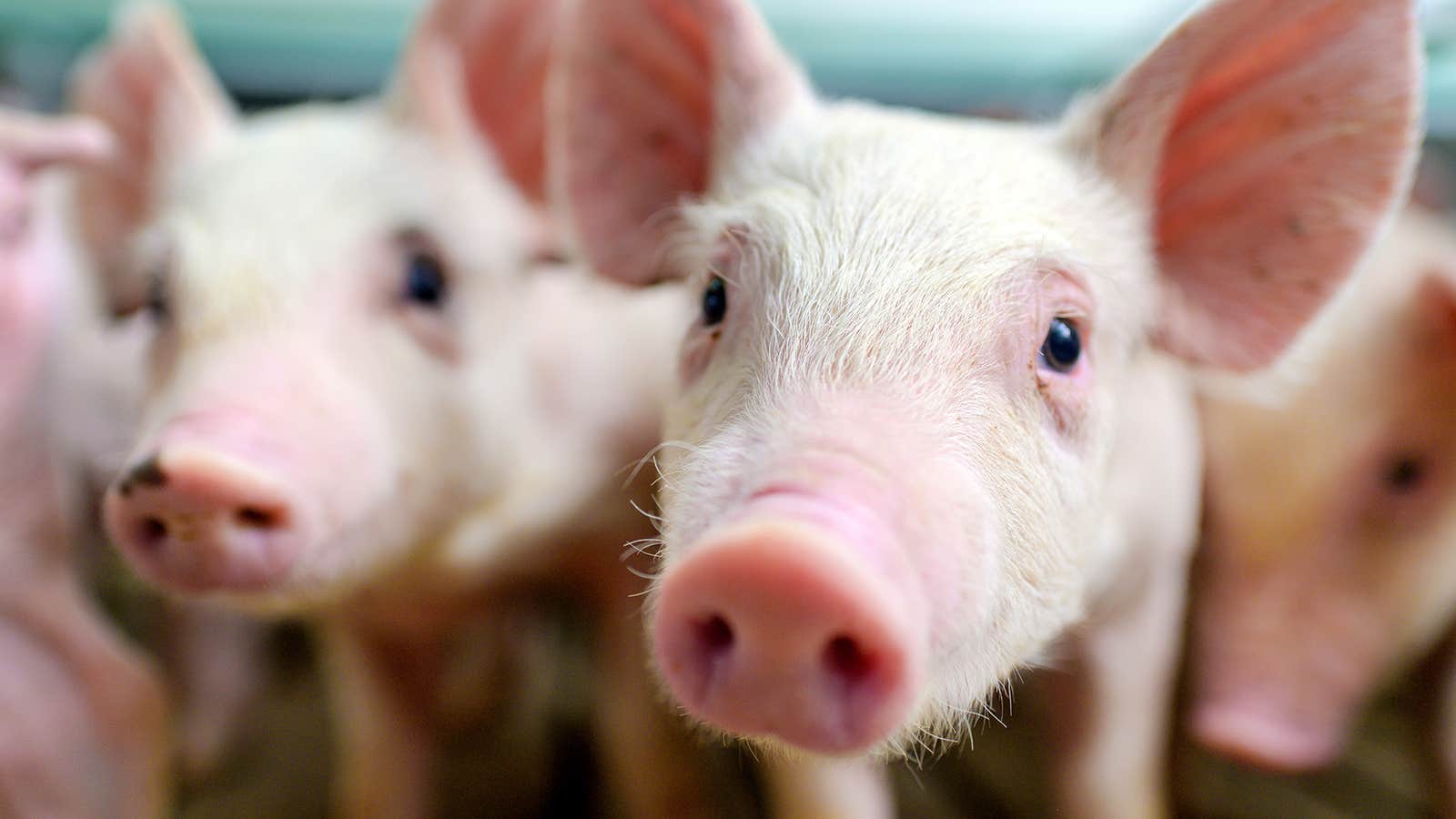 Pigs close up