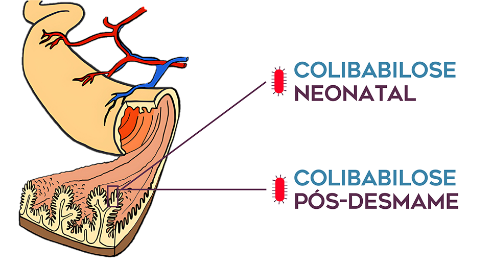 Coliprotec - Colibabilose Neonatal e pós-desmame