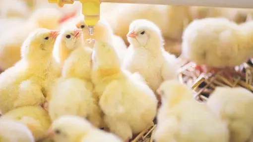 baby chicks