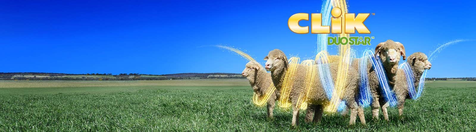 CLiK Duostar Launch Events 2026 - Blowfly Spray-On for Sheep - Elanco Australia