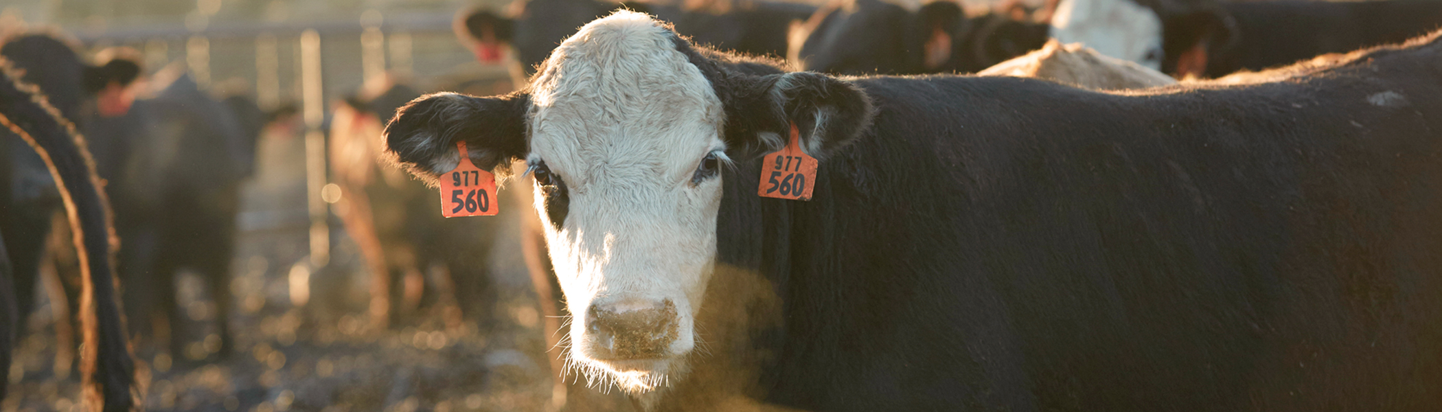 Beef cow
