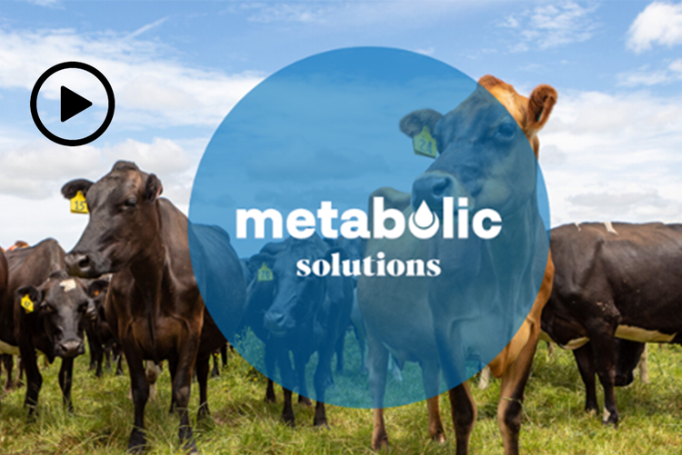 Metabolic solutions - cattle