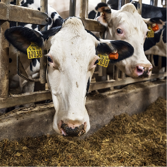 A close-up of a black and white Holstein cow with a yellow ear tag, looking down towards a feed trough, with another cow partially visible behind it in a barn.