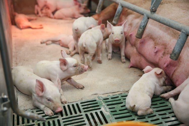 Young piglets in farrowing barn