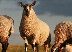 Sheep at risk of ticks