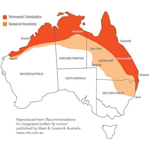 Buffalo_Fly_Map