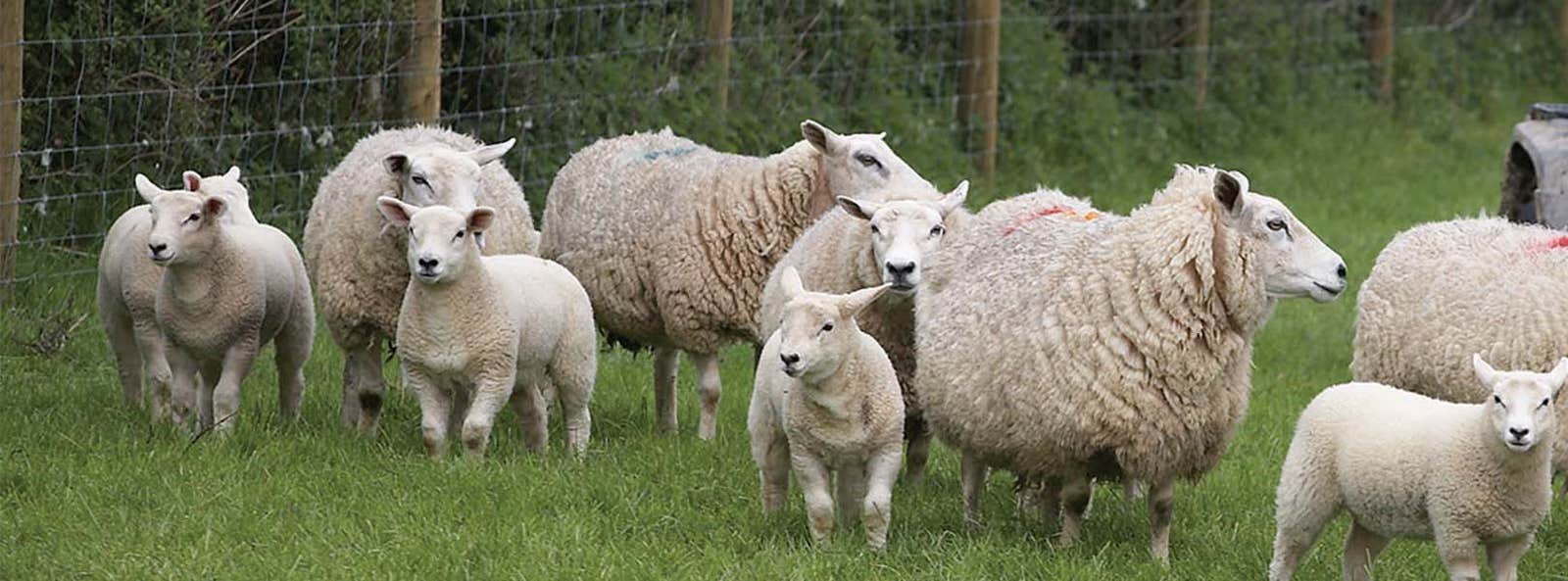 Sheep and lambs can pass on scab through rubbing on fences and hedges