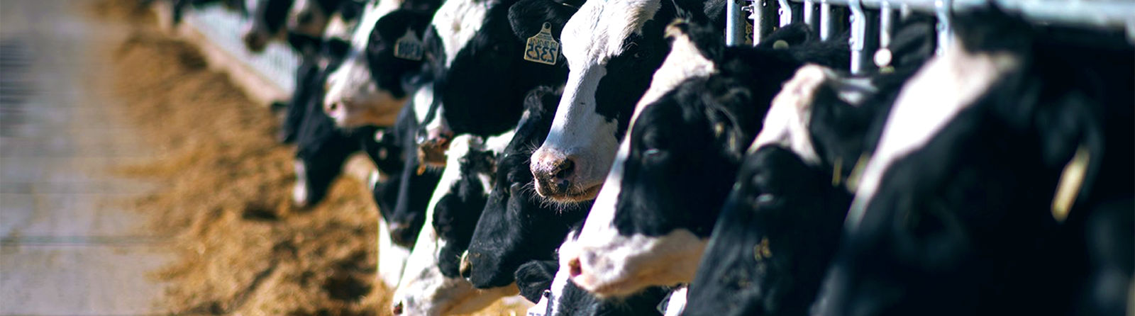 Dairy cows feeding