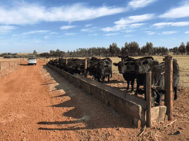 Lote de novilhas angus próximas ao cocho de alimentação