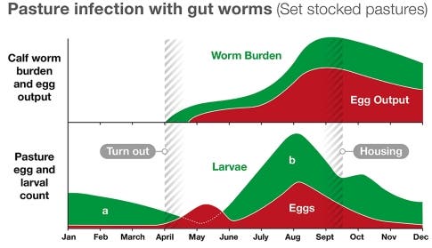 Burden of worms affecting pasture for cattle