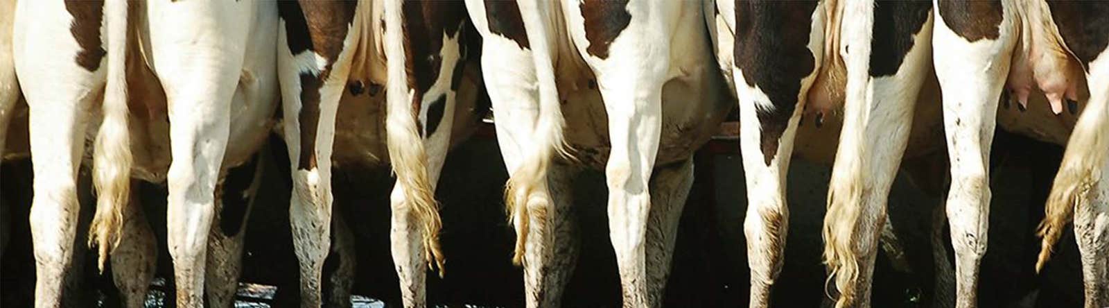 Managing worms in dairy cows
