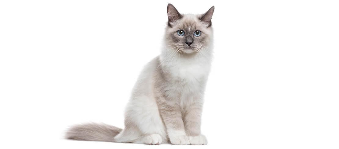 Les chats sibériens sont une grande famille de chats. Ils produisent moins de squames, ce qui est excellent pour les personnes souffrant d'allergies