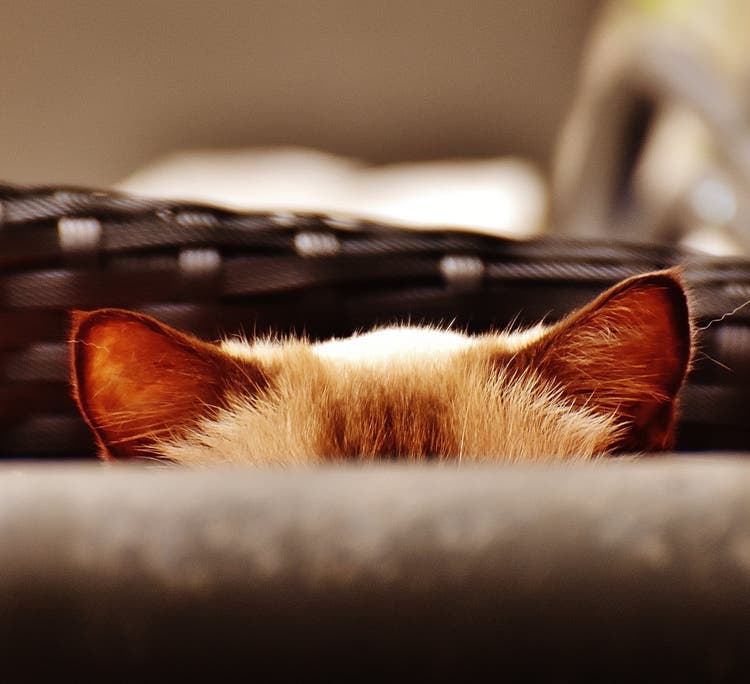  Immagine di come pulire le orecchie al gatto