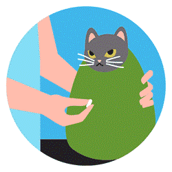 ステップ1：経口薬服用の準備のために毛布に包まれてイライラしている灰色の猫。 