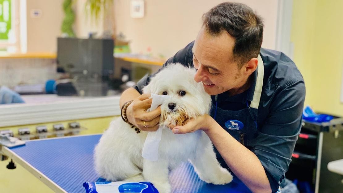 Lagrimales del bichon maltes