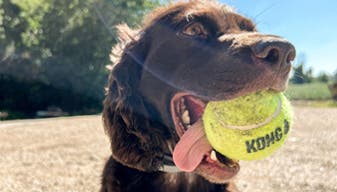 Chocolate brown dog wearing a Seresto® collar. He has a green tennis ball in his mouth