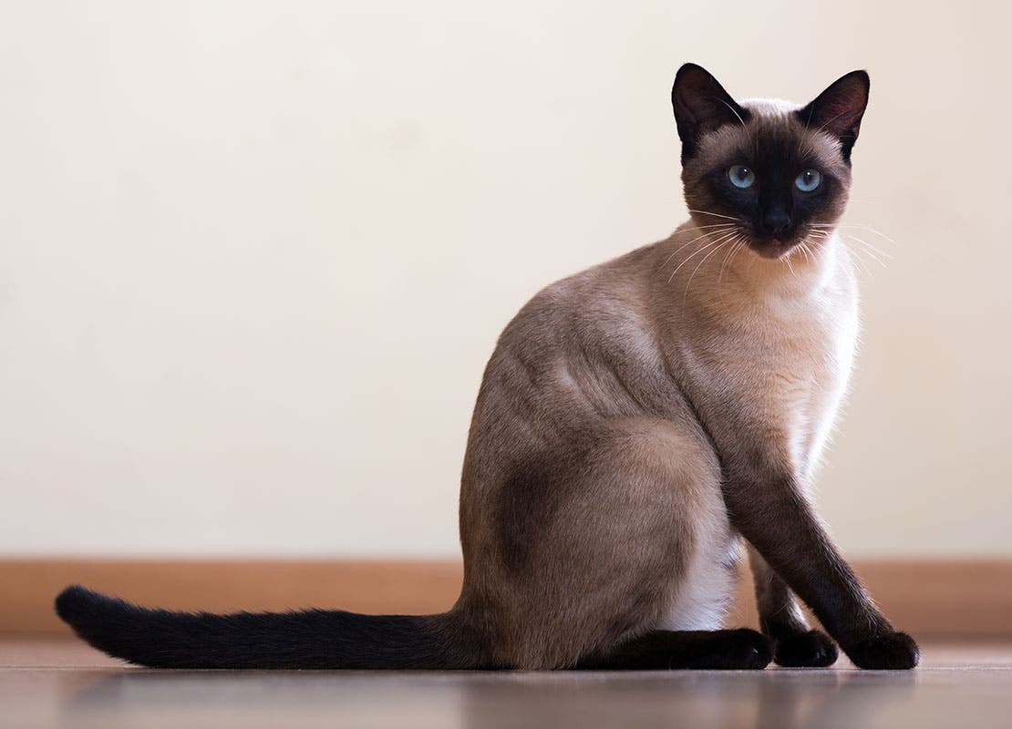 Siamese cats are loving and intelligent, great for allergy sufferers