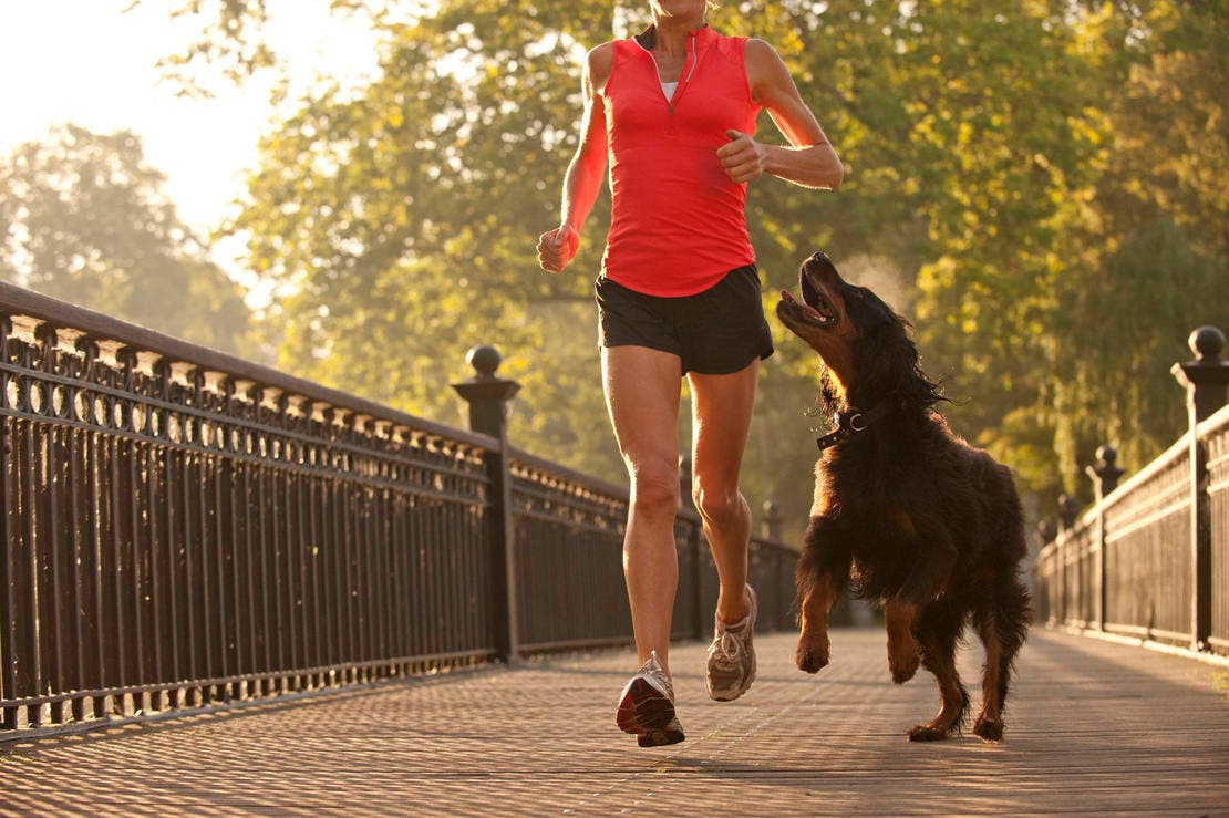 Dog running along owner