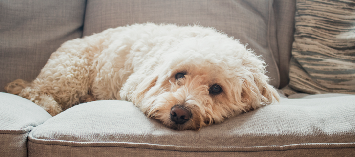 Infektioner med fransk hjerteorm hos hunde opdages ofte ikke i de tidlige stadier af sygdommen 
