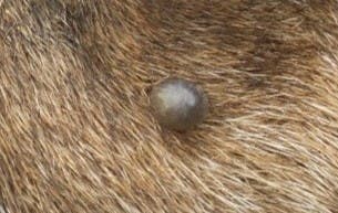 Is it a tick, scab or skin tag on your pet