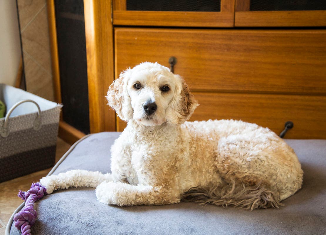 Labradoodle sur son coussin avec un jouet à mâcher