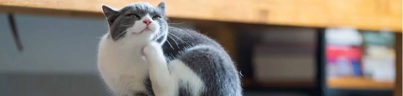 Grey and white cat scratching fleas