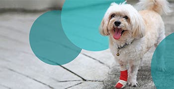 Happy dog limping with bandage on swollen paw 
