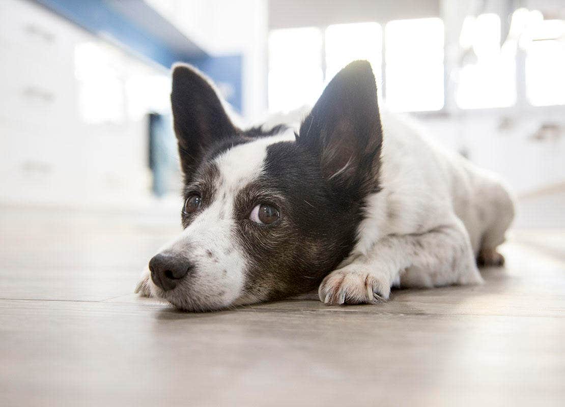 Pequeño perro tirado en el suelo