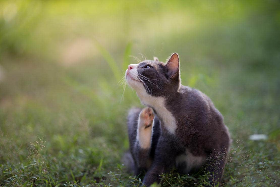 Foto van zich krabbende kat. Kattenvlooien voeden zich met bloed en kunnen van het ene dier op het andere worden overgebracht