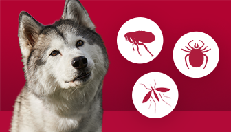 A husky in red background with a mosquito icon, a flea icon, and a tick icon