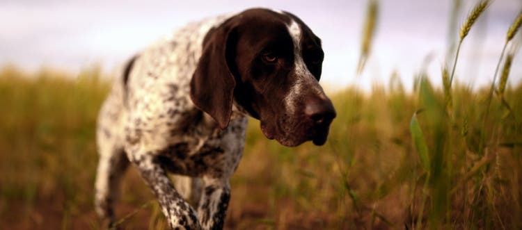  A German shorthaired pointer hunting in the grass. 