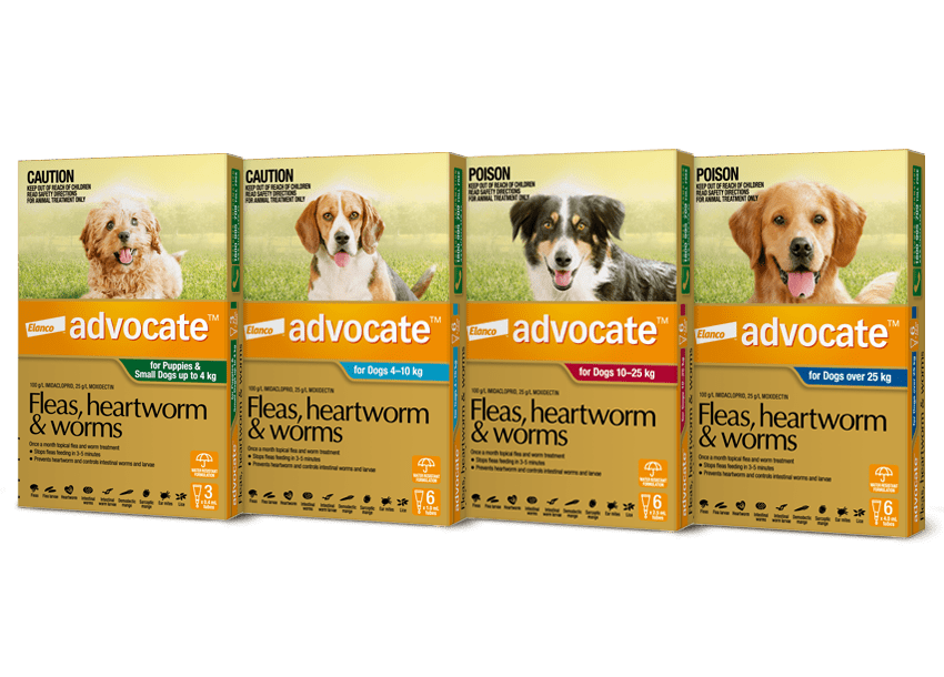 Advocate Flea Worm Treatment For Dogs Over 25kg Pet Direct