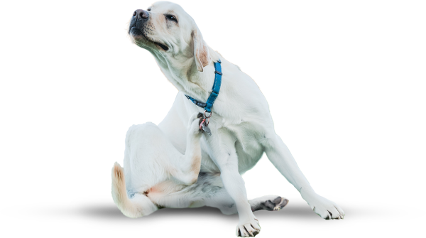 Labrador scratching