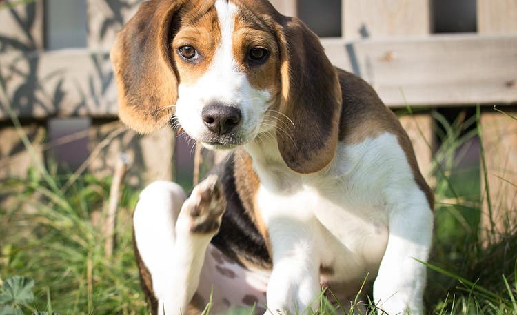 Perro en la hierba