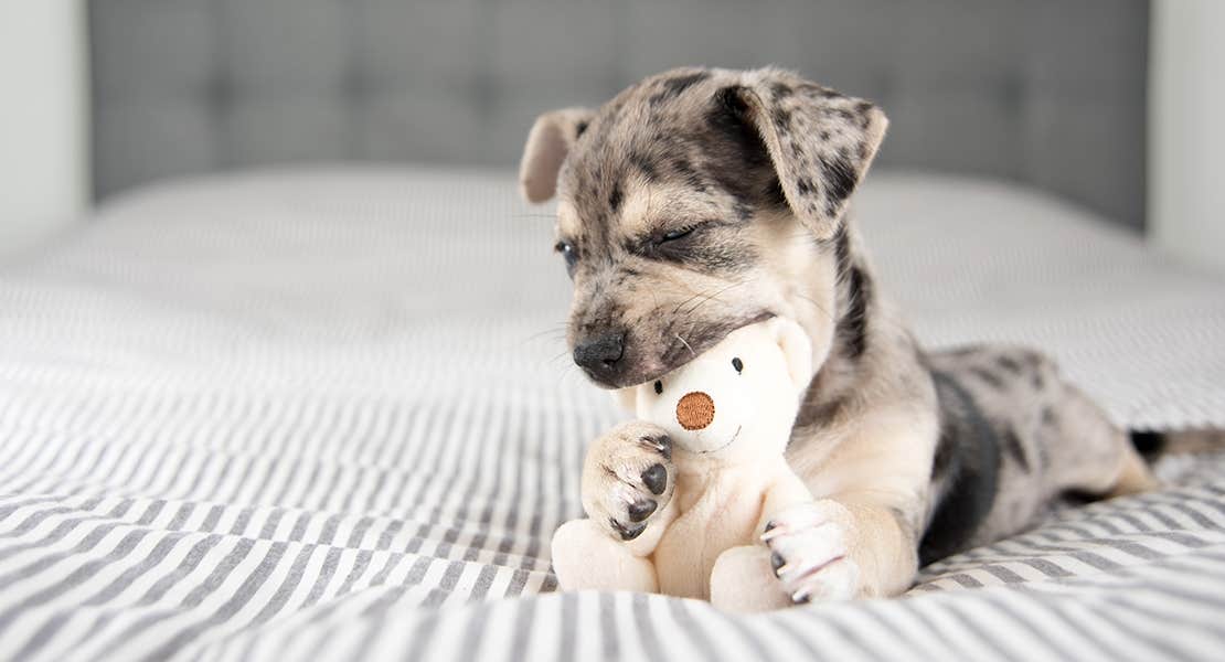 Brown spotted puppy teething while chewing on a small bear chew toy.
