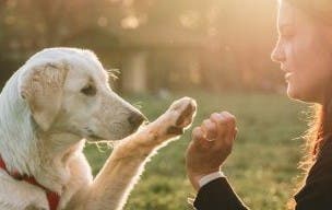Dog and owner high fiving