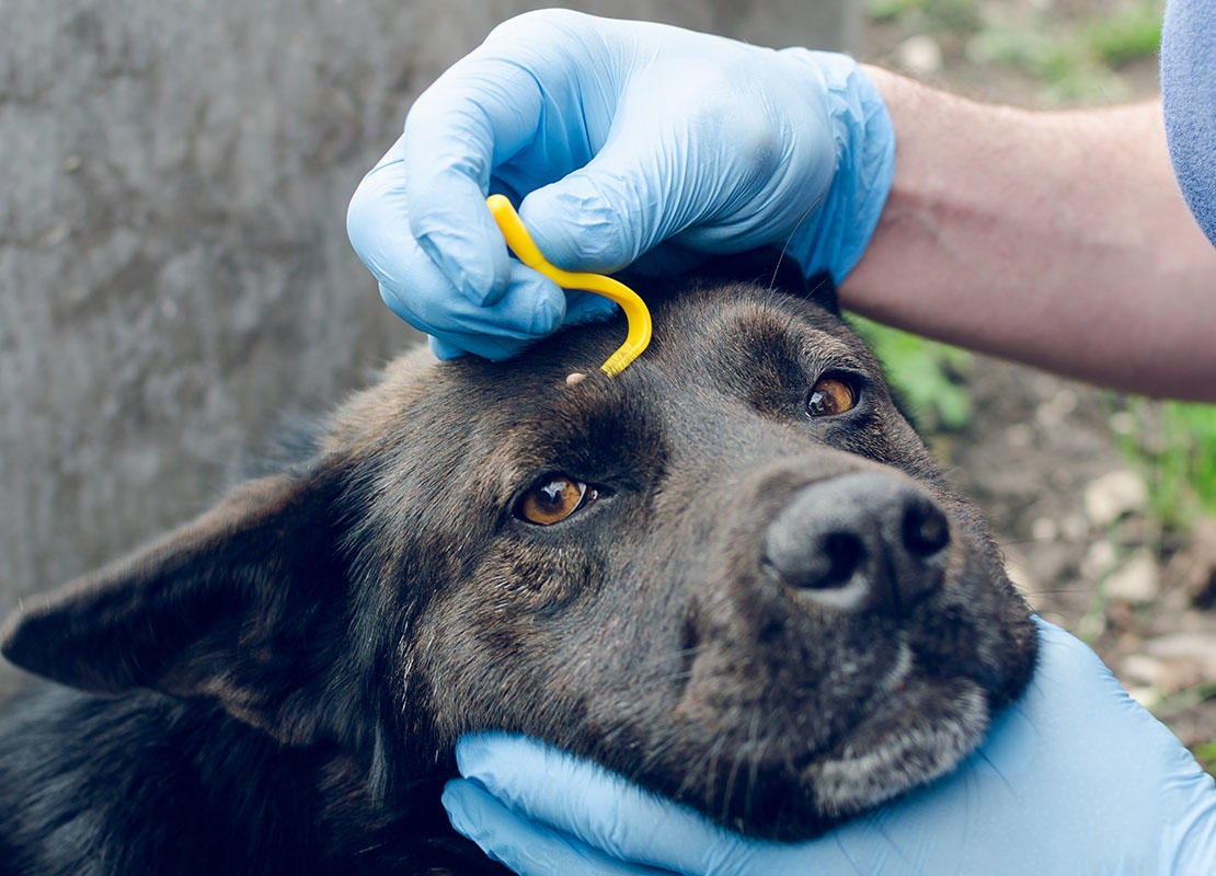 Foto van baasje die met blauwe handschoenen aan een teek van de kop van zijn hond verwijdert