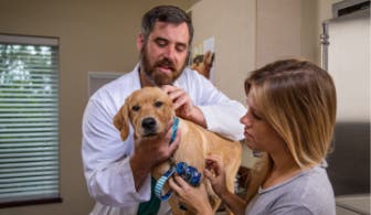 Yellow dog being examined by a veterinarian