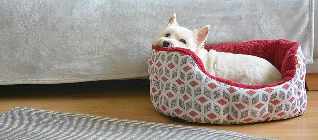dog resting in its dog bed